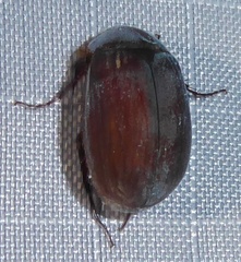 Melolonthinae