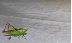 Conocephalus maculatus