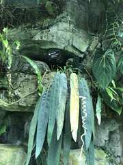 Anthurium wendlingeri