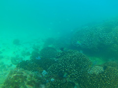 Abudefduf troschelii