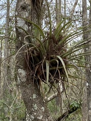 Tillandsia utriculata