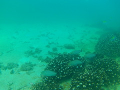 Haemulon maculicauda