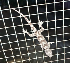 Hemidactylus leschenaultii