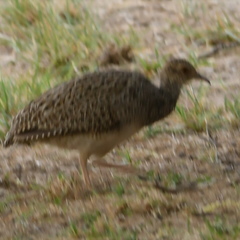 Nothoprocta cinerascens