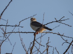 Polihierax semitorquatus