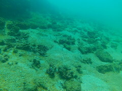 Halichoeres dispilus