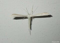 Pterophorini