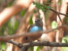 Uraeginthus bengalus
