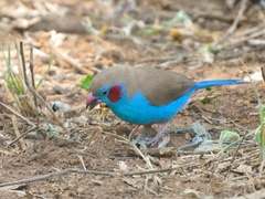 Uraeginthus bengalus