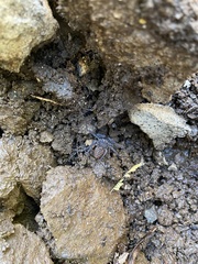 Phrynus operculatus