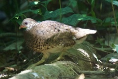Tropicoperdix chloropus