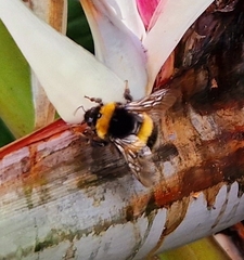 Bombus terrestris lusitanicus