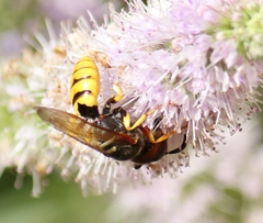 Philanthus triangulum