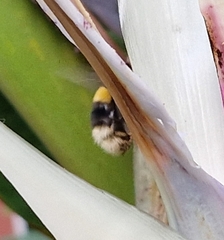 Bombus terrestris lusitanicus