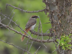 Lanius phoenicuroides