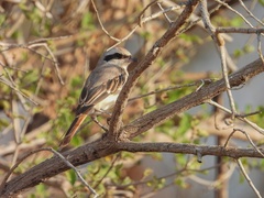 Lanius phoenicuroides