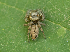 Carrhotus xanthogramma