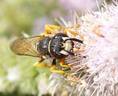 Philanthus triangulum