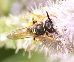 Philanthus triangulum