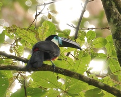 Ramphastos vitellinus