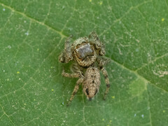 Carrhotus xanthogramma