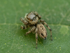 Carrhotus xanthogramma