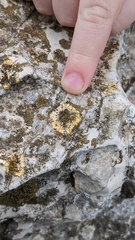 Teloschistaceae