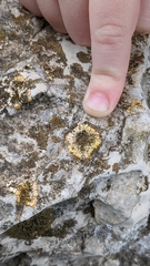Teloschistaceae