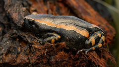 Phrynomantis bifasciatus