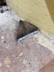 Coremagnatha orionalis