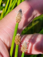 Eleocharis elegans