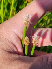 Eleocharis elegans