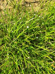 Eleocharis elegans