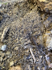 Centruroides gracilis