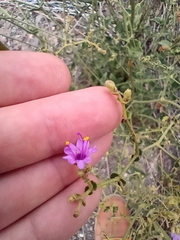 Mirabilis ovata