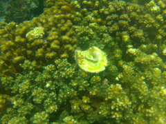 Crucibulum scutellatum