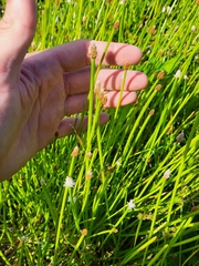Eleocharis elegans