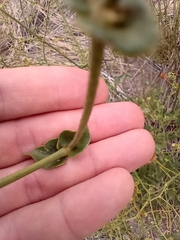 Mirabilis ovata