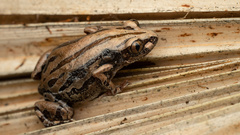 Kassina senegalensis