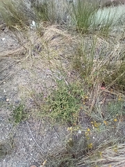 Mirabilis ovata