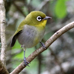 Zosterops virens capensis