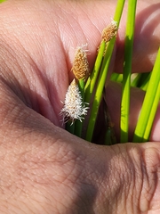 Eleocharis elegans