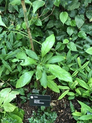 Cola nitida
