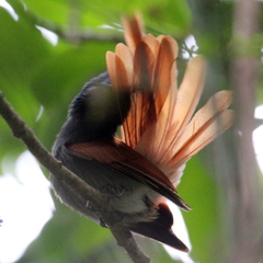 Terpsiphone viridis granti