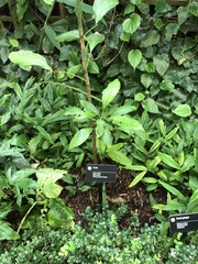 Cola nitida