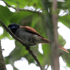 Terpsiphone viridis granti