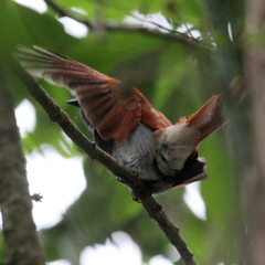 Terpsiphone viridis granti