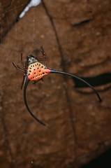 Macracantha arcuata