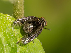 Platystoma