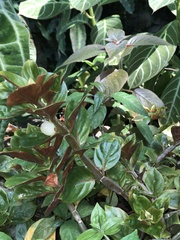 Columnea crassicaulis